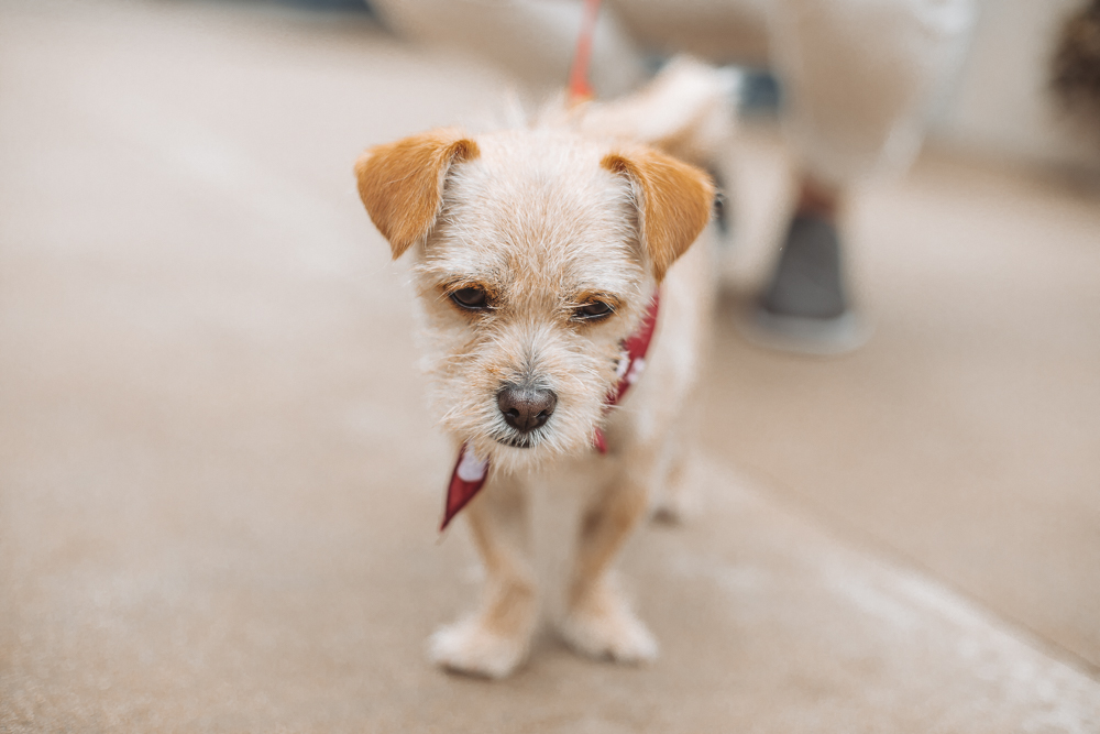 Lifestyle blogger Devin McGovern of Outlined Cloth takes a stroll in Malibu with a puppy and the Kennedy Loafers from Sperry