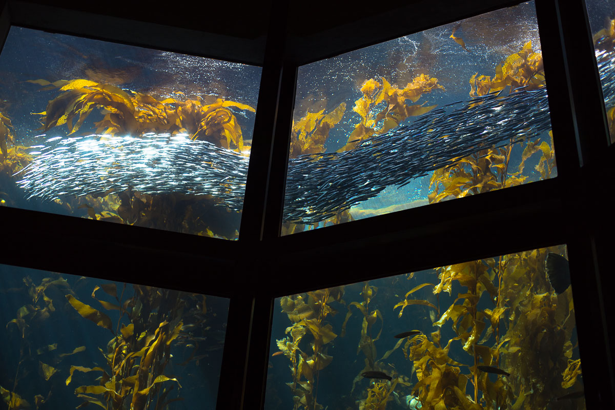 Lifestyle bloggers Devin and Marlene of Outlined Cloth explore Monterey Bay Aquarium