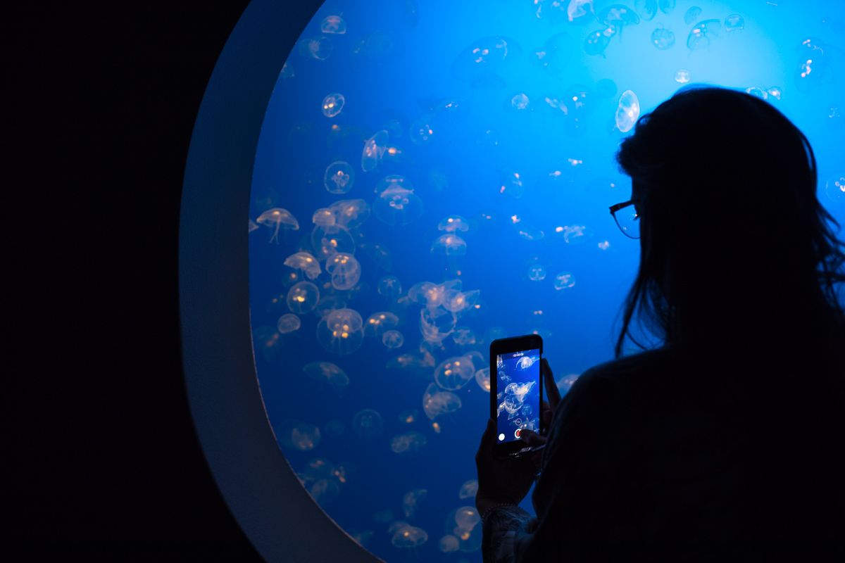 Lifestyle bloggers Devin and Marlene of Outlined Cloth explore Monterey Bay Aquarium