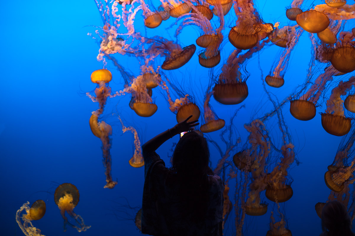 Lifestyle bloggers Devin and Marlene of Outlined Cloth explore Monterey Bay Aquarium